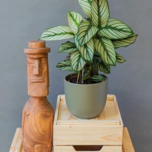 Calathea White Star