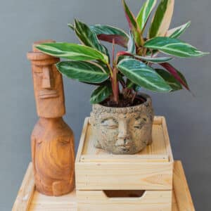 Calathea Triostar