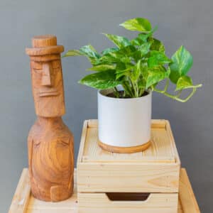 Epipremnum Marble Queen
