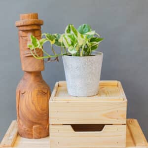 N'Joy Epipremnum Pinnatum