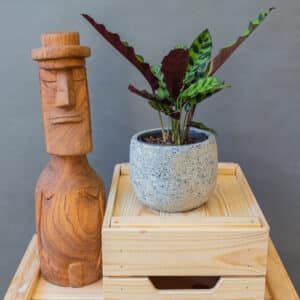 Calathea Lancifolia