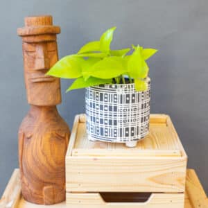 Epipremnum Neon
