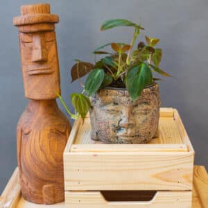 Philodendron Micans