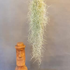 Tillandsia Usneoides