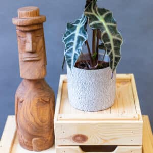 Alocasia Polly
