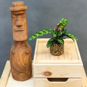 Calathea Lancifolia