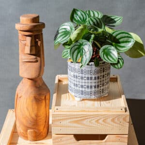 Peperomia Watermelon