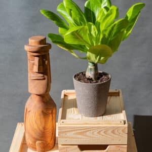 Hawaii Pálma