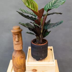 Calathea Ornata