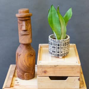 Sansevieria Moonshine