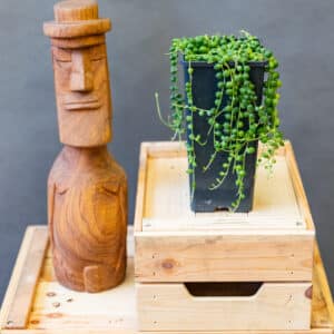 Senecio Rowleyanus