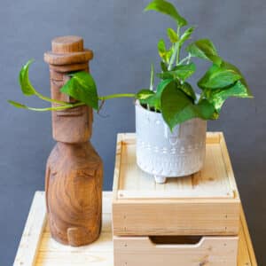Epipremnum Aureum