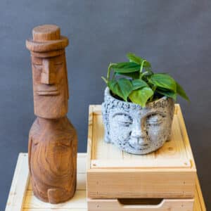 Philodendron Scandens