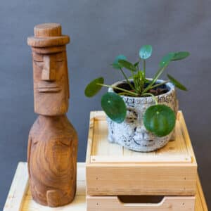 Pilea Peperomioides