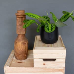 Maranta Lemon Lime