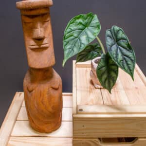 Alocasia Dragon Scale