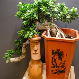 Bonsai Ficus Ginseng Cascade