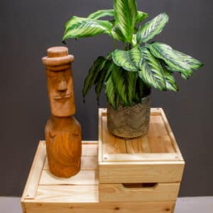 Calathea Beauty Star