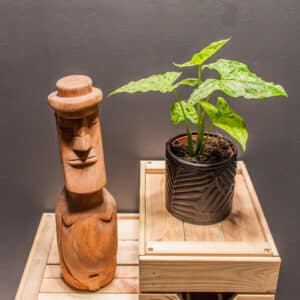 Syngnonium Mojito