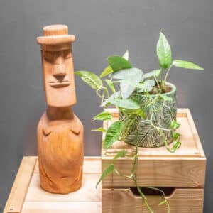 Epipremnum Cebu Blue
