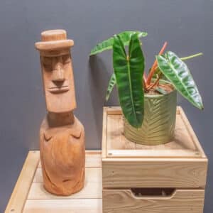 Philodendron Billietiae