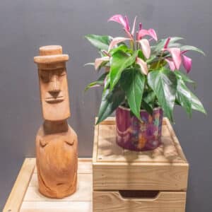 Anthurium Zizou