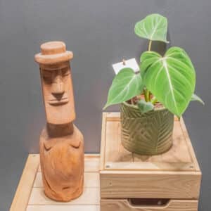 Philodendron Gloriosum