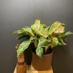Aglaonema Coco Melon