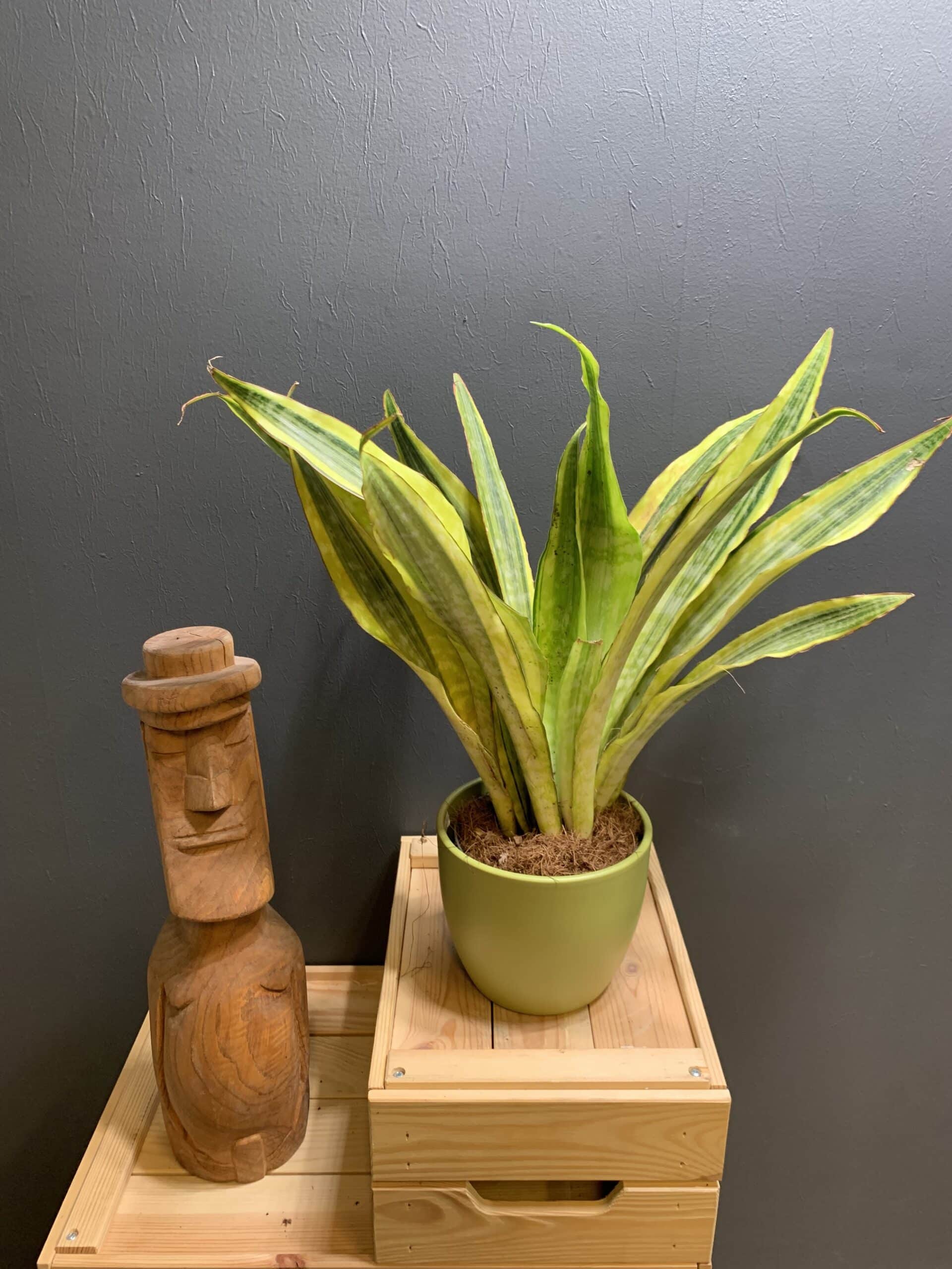 Sansaveria trifasciata Lauren