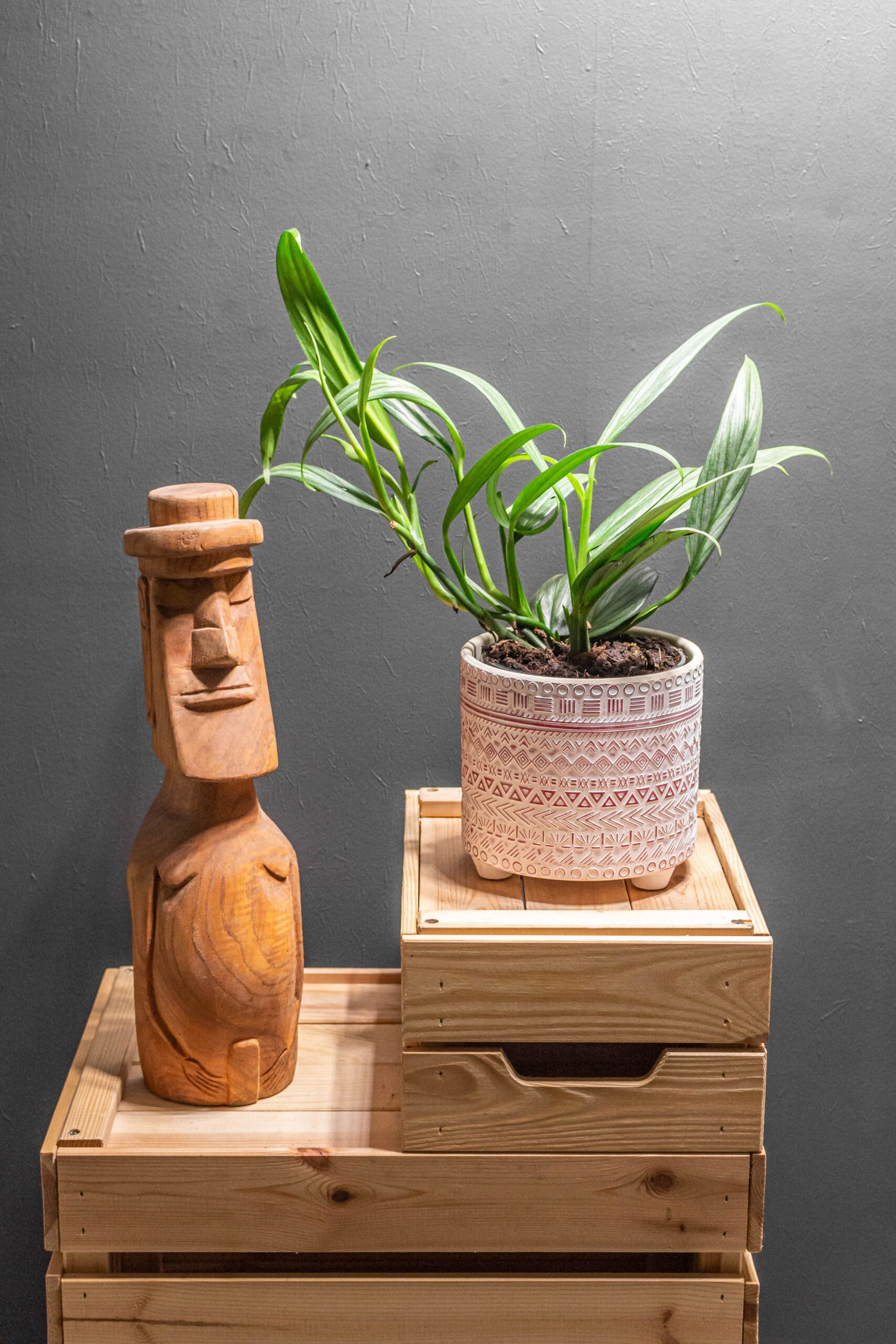 Epipremnum Amplissimum Silver