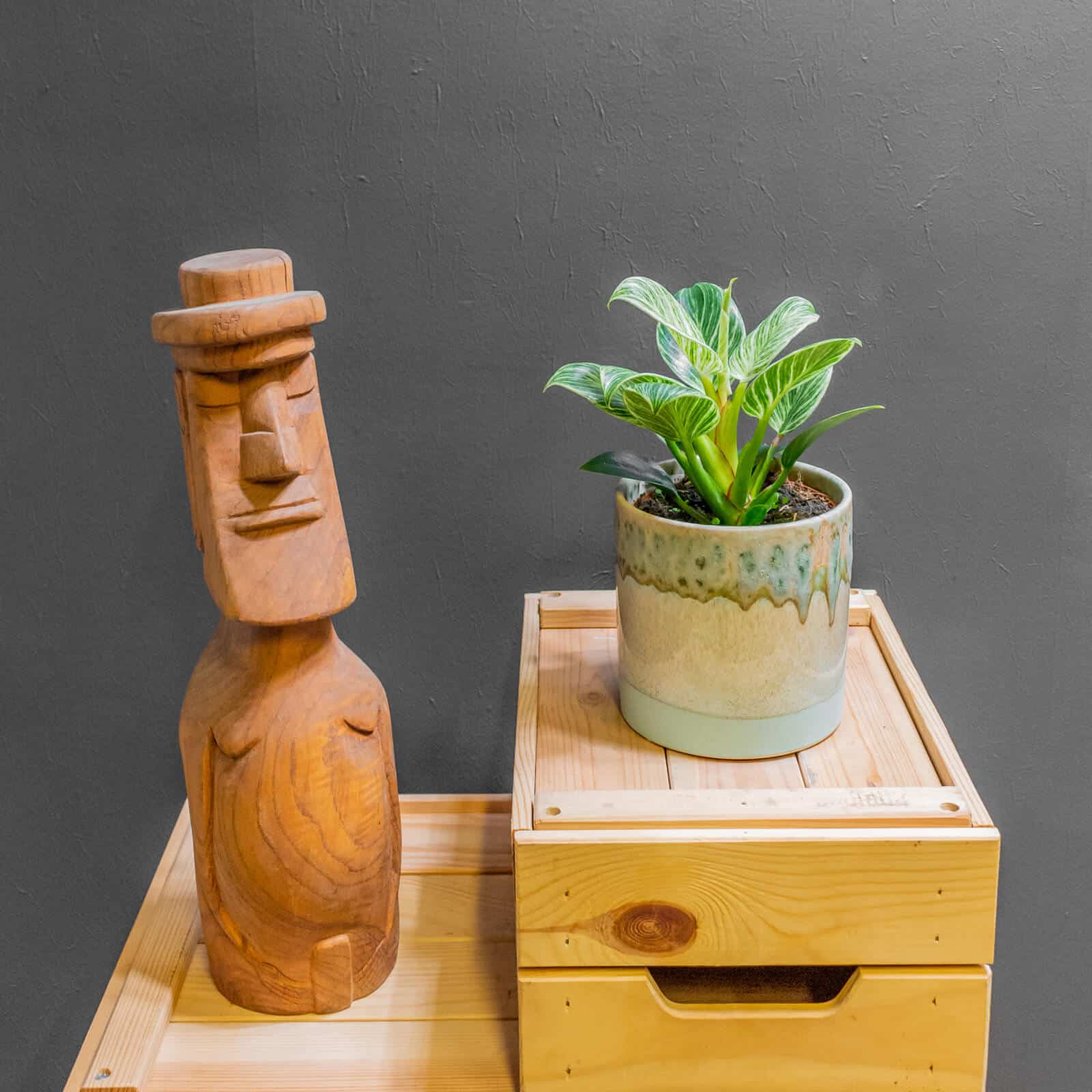 Philodendron Birkin 12cm