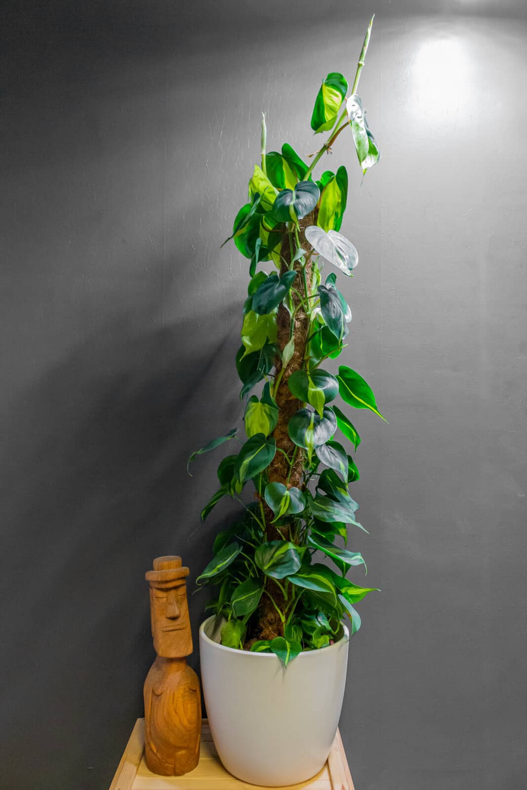 Philodendron Brasil 24cm