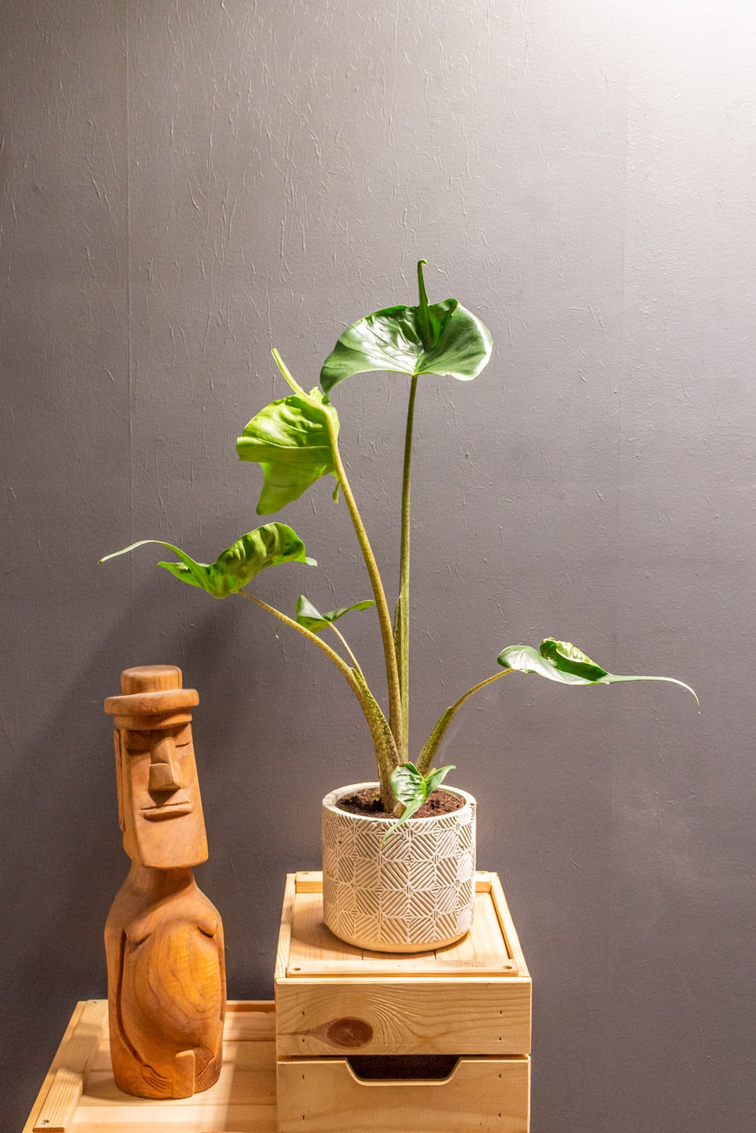 Alocasia Stingray 14cm