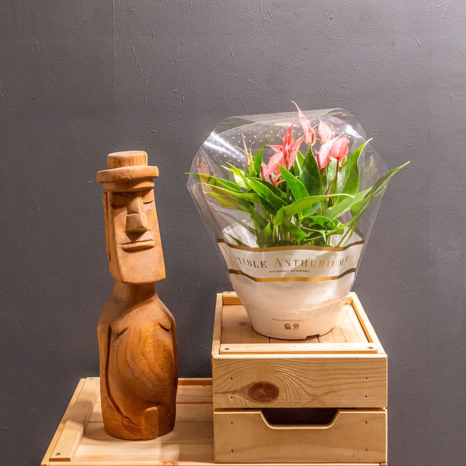 Anthurium Lilli 17cm