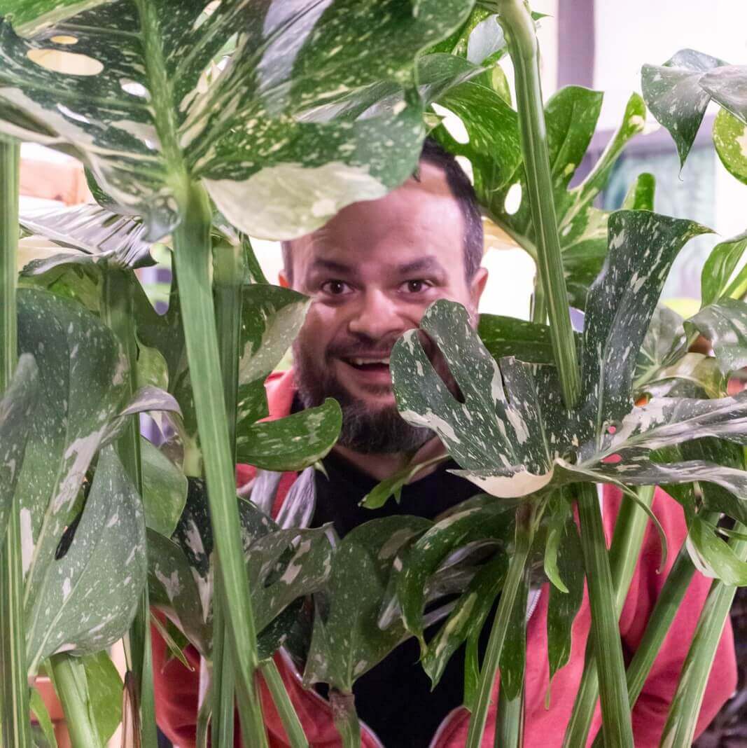 Monstera Thai Constellation