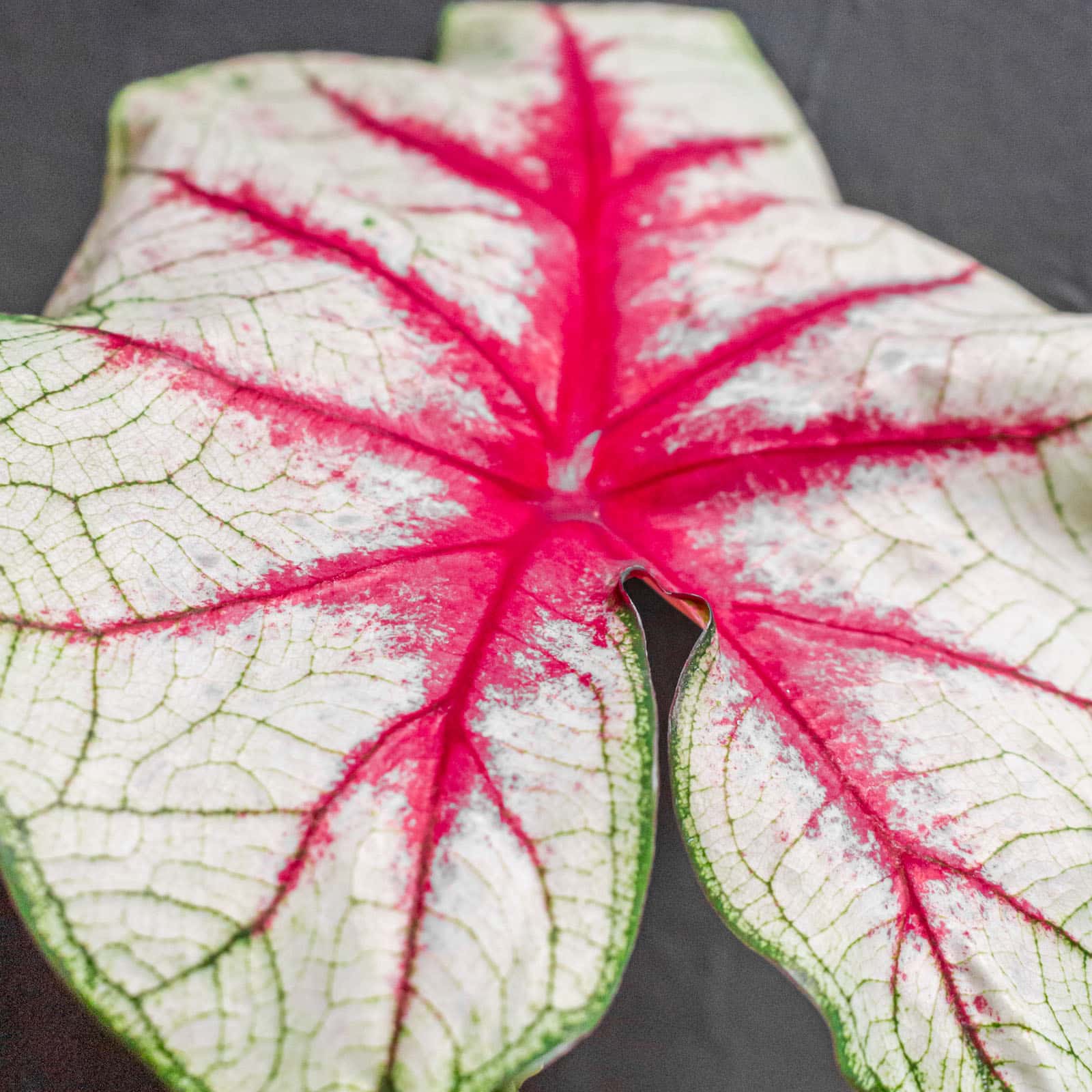 Caladium Fiesta 11cm - Image 4