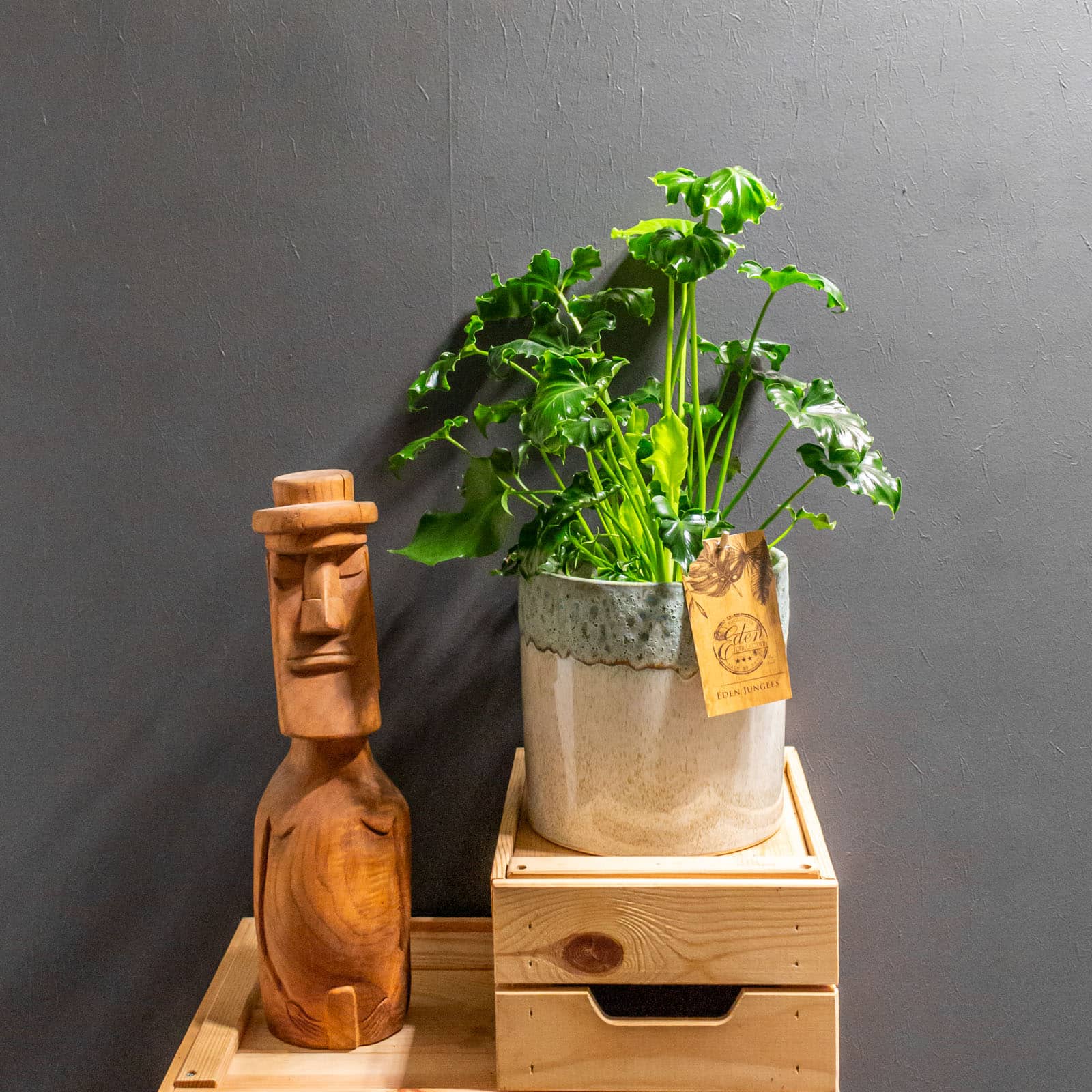 Philodendron Atlantis