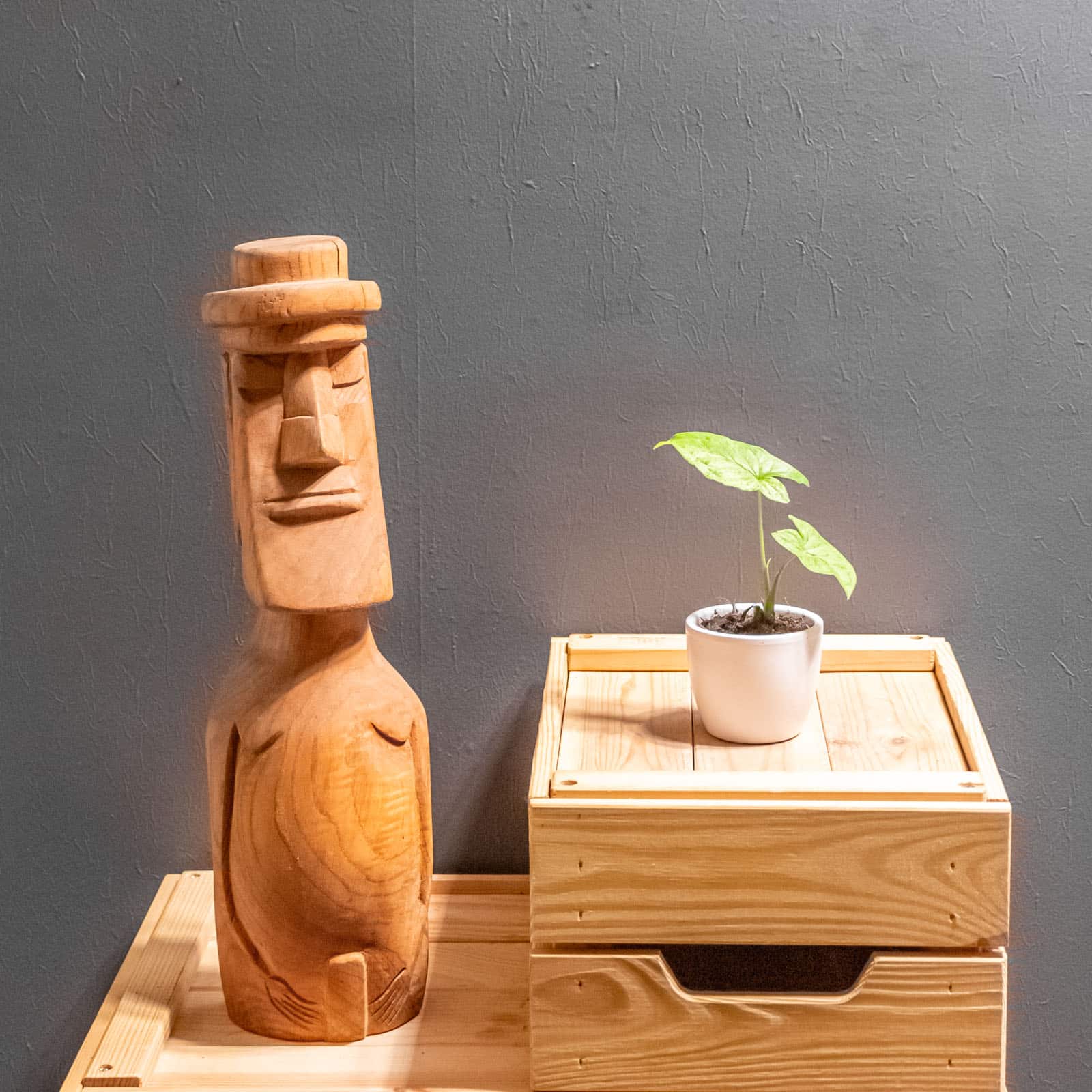 Syngonium Mojito 6cm