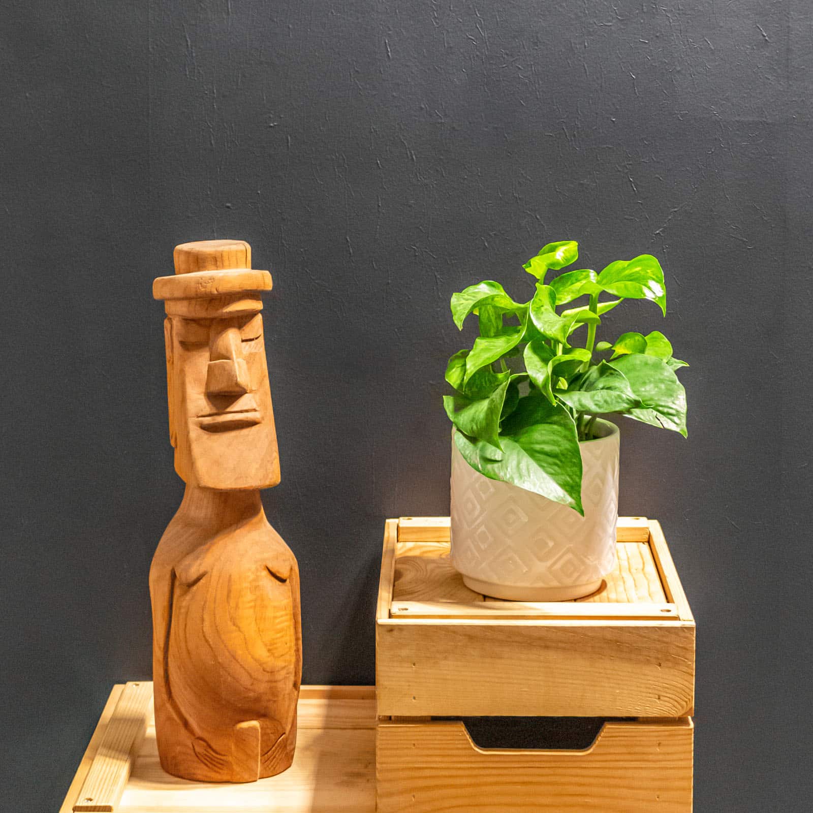 Epipremnum Marble Green 12cm