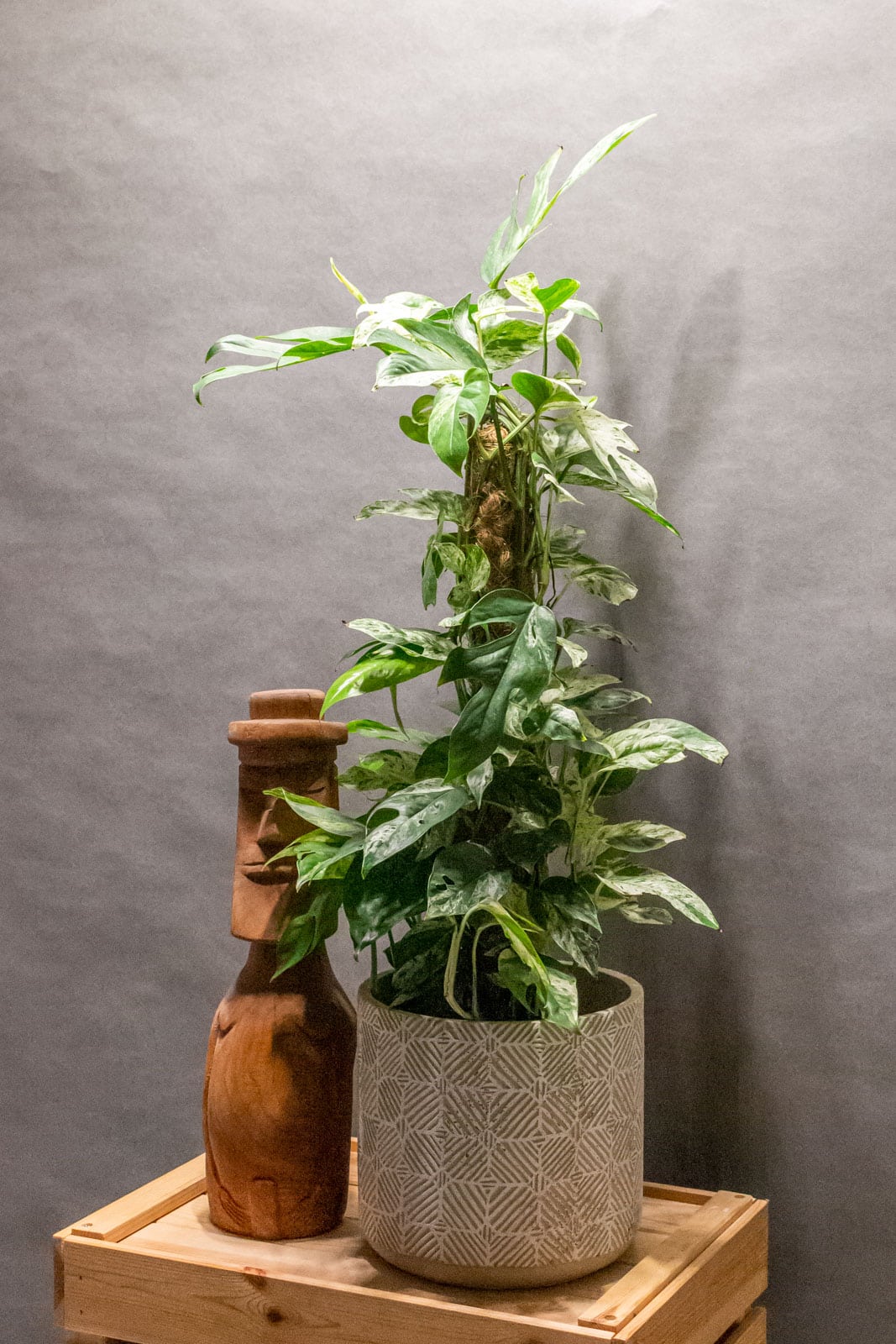 Epipremnum Marble Variegata 17cm