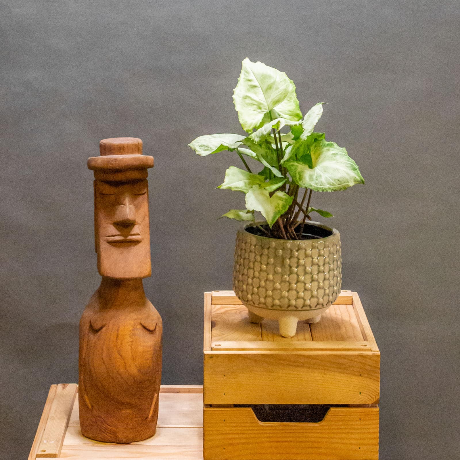 Syngonium Hungarian White 12cm