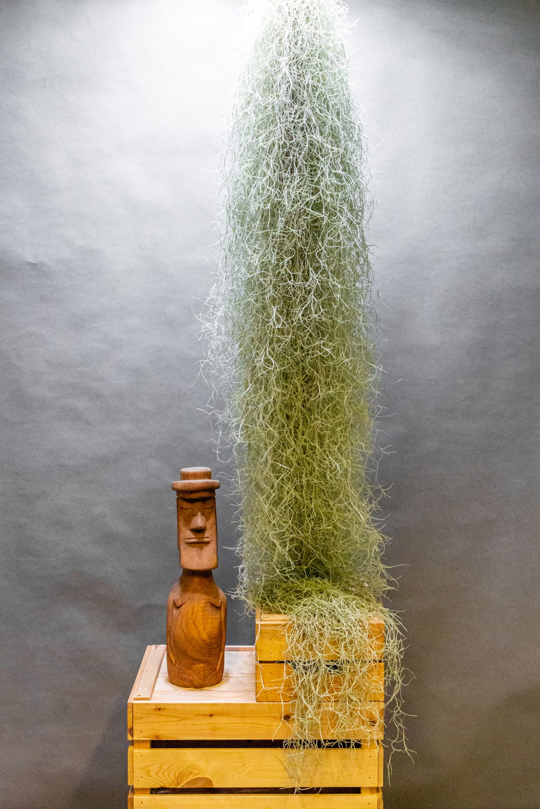 Tillandsia Usneoides 120cm