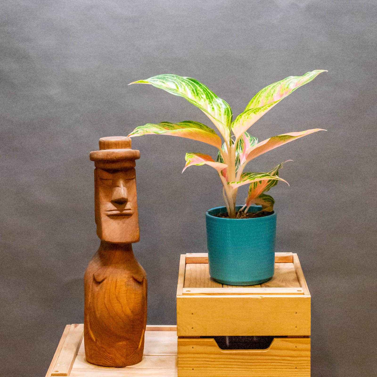 Aglaonema Eyecatcher 12cm