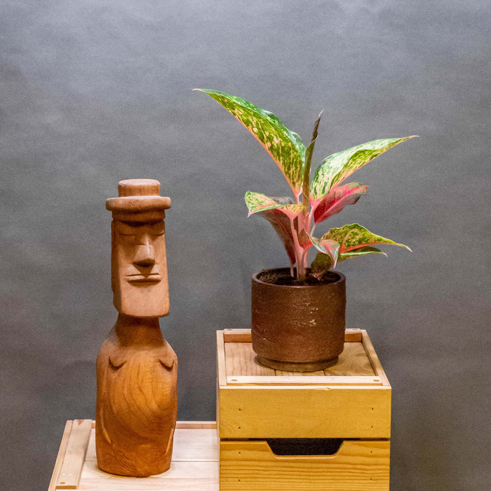 Aglaonema Lychee Red 12 cm