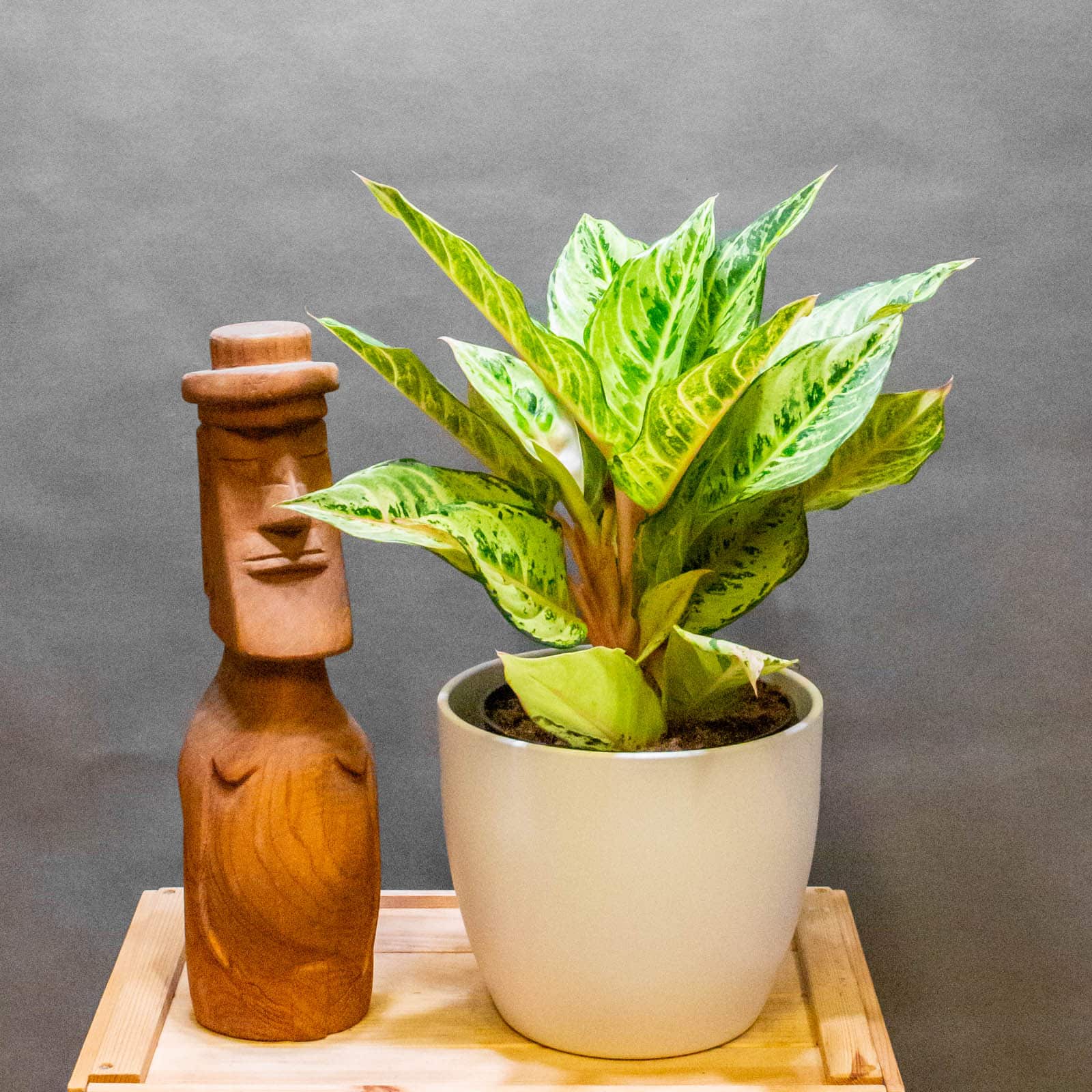 Aglaonema Chartreuse Pretty 19cm