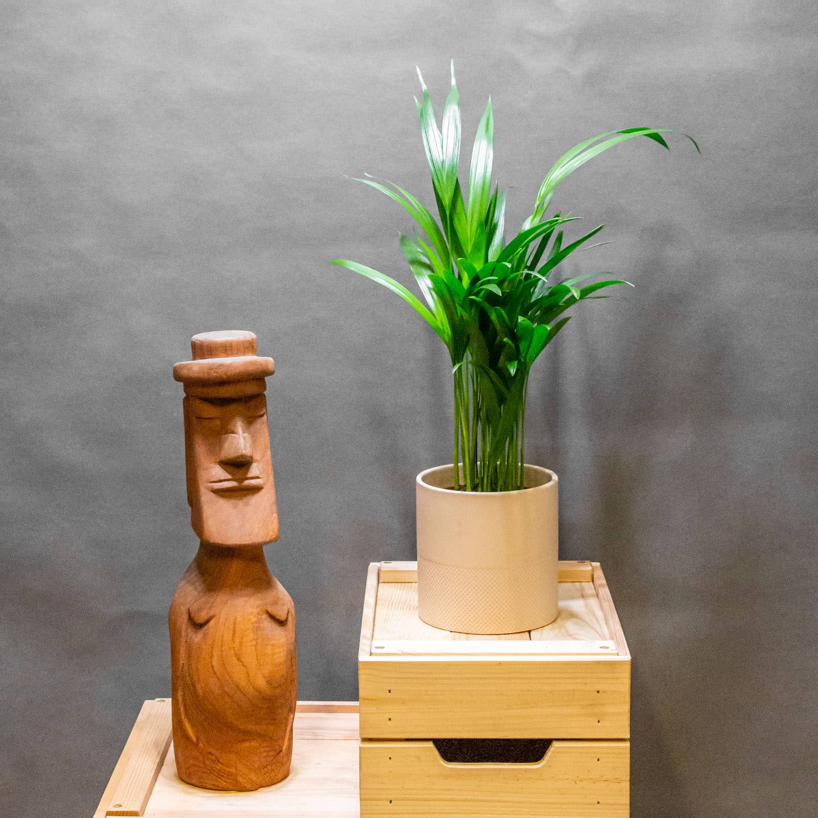 Areca Lutescens 12cm