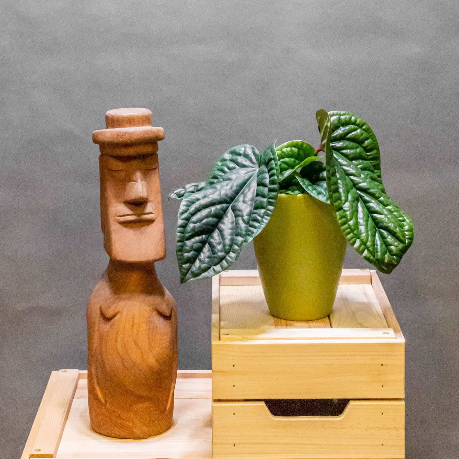 Anthurium Luxurians x Radicans 12cm