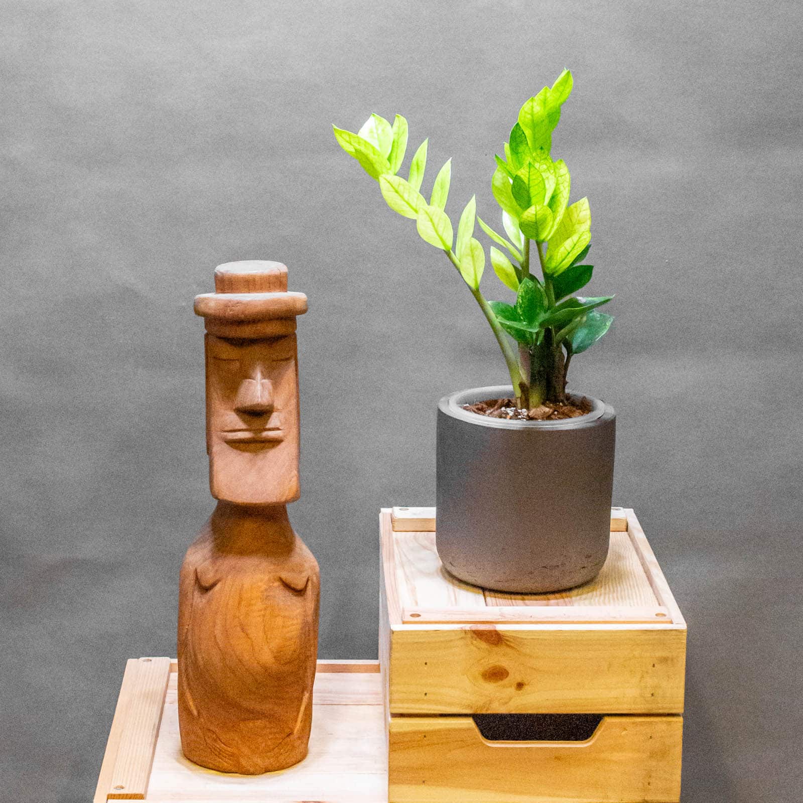 Zamioculcas zamiifolia Chameleon 13cm