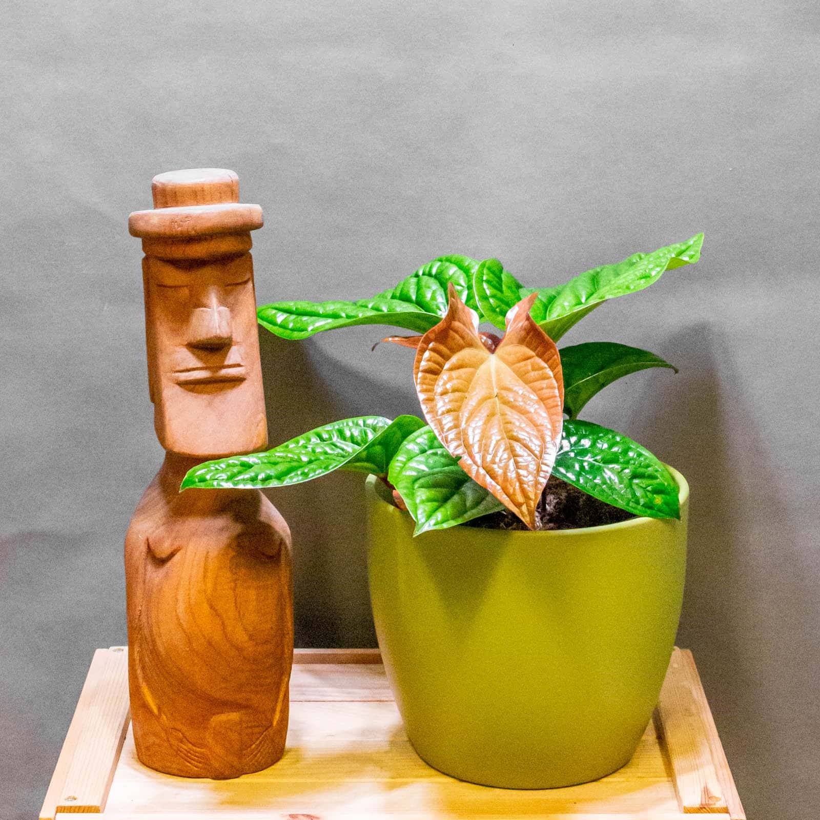 Anthurium Luxurians x Radicans 19cm