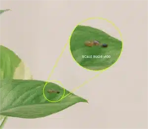 Pajzstetű közelítveForrás: Rooted